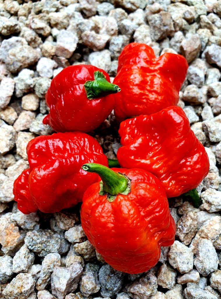 7 Pot Red Chilli Pepper – Afterburn Grow