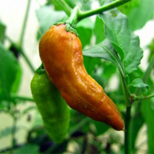 bhut_jolokia_caramel_3