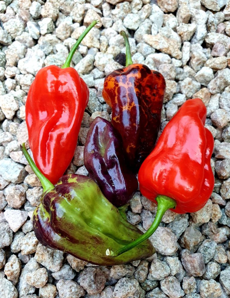 Bhut Jolokia Purple Ghost – Afterburn Grow