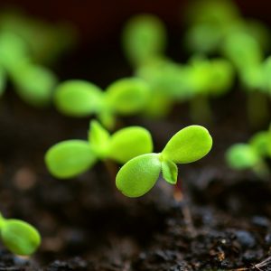 plant, little plants, sow